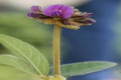 Flemingia nilgheriensis